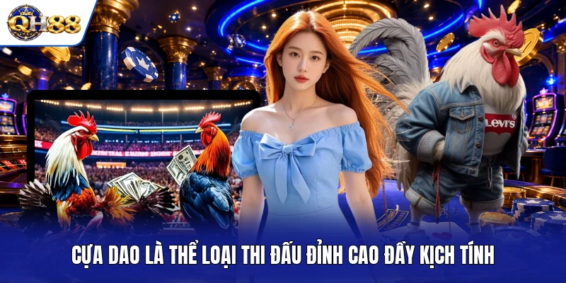 Cựa dao là thể loại thi đấu đỉnh cao đầy kịch tính Cựa dao là thể loại thi đấu đỉnh cao đầy kịch tính