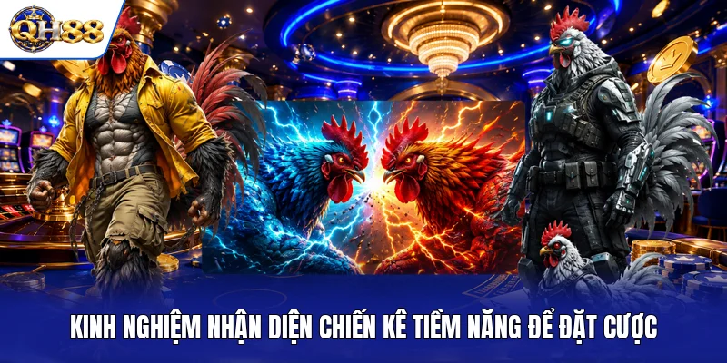 Kinh nghiệm nhận diện chiến kê tiềm năng để đặt cược Kinh nghiệm nhận diện chiến kê tiềm năng để đặt cược